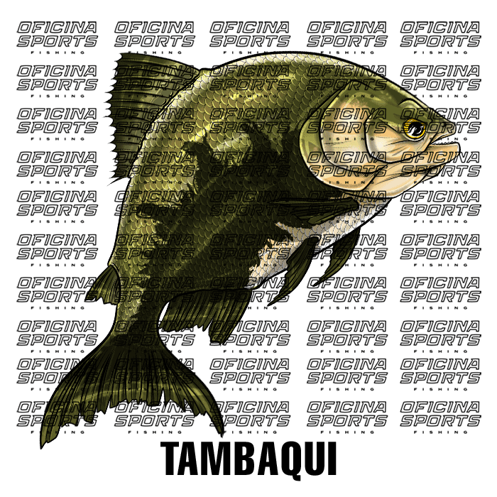 TAMBAQUI-4.png
